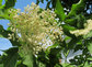 Holunderblüte / privat