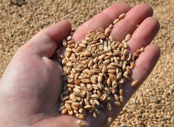 40 Rezepte zur Fastenzeit