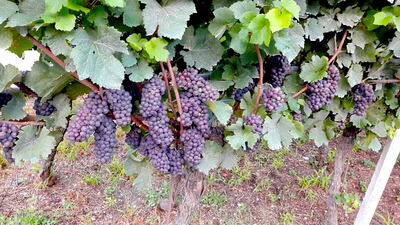 Busreise nach Oberitalien / M. Hersch / Reisegruppe