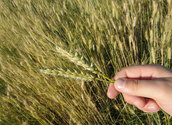 140713_goe_Hand_Getreideaeh.jpg / Foto: globl.goestl.net Foto: globl.goestl.net