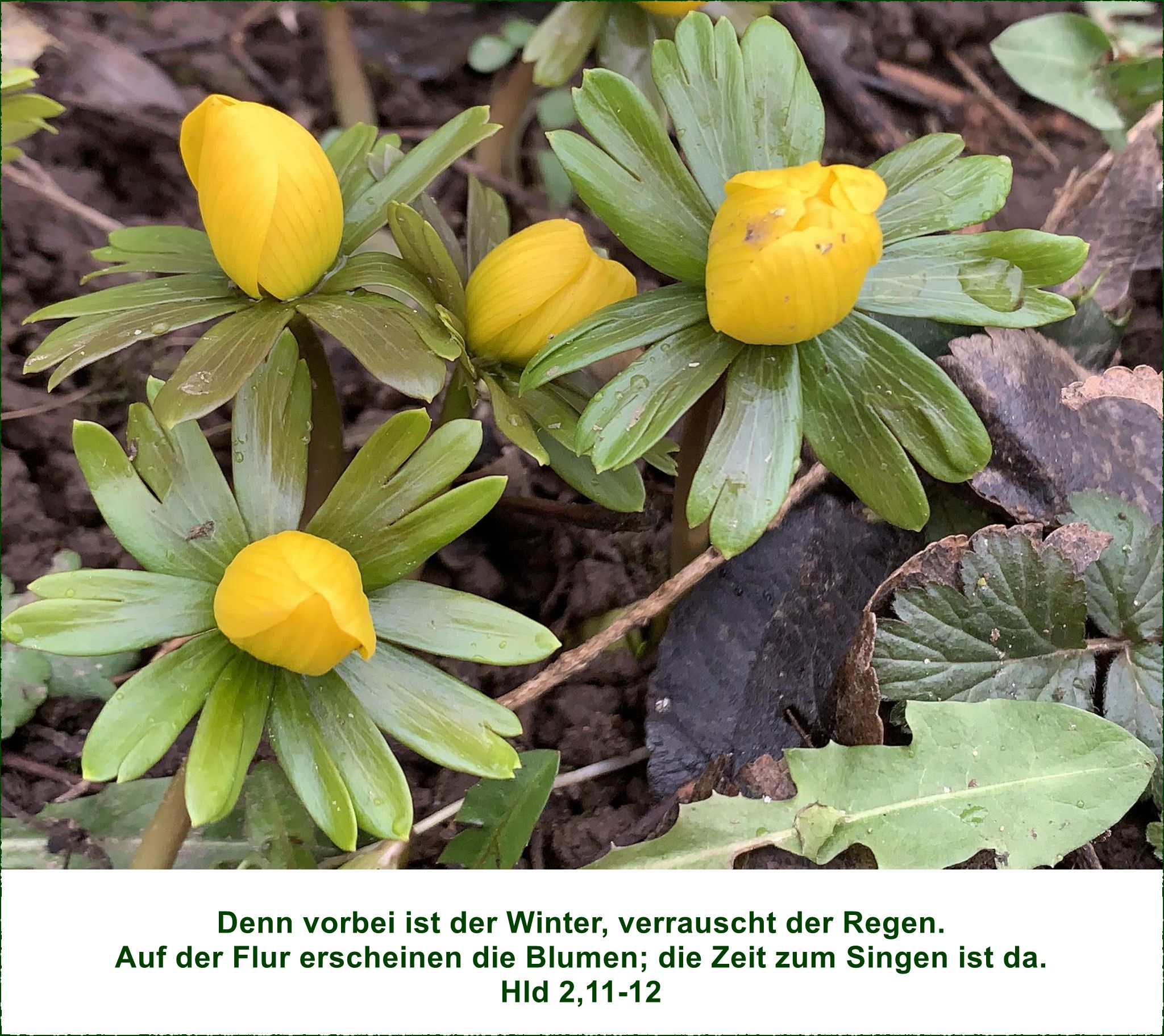 KW 9/2026 / Erni Klimpfinger