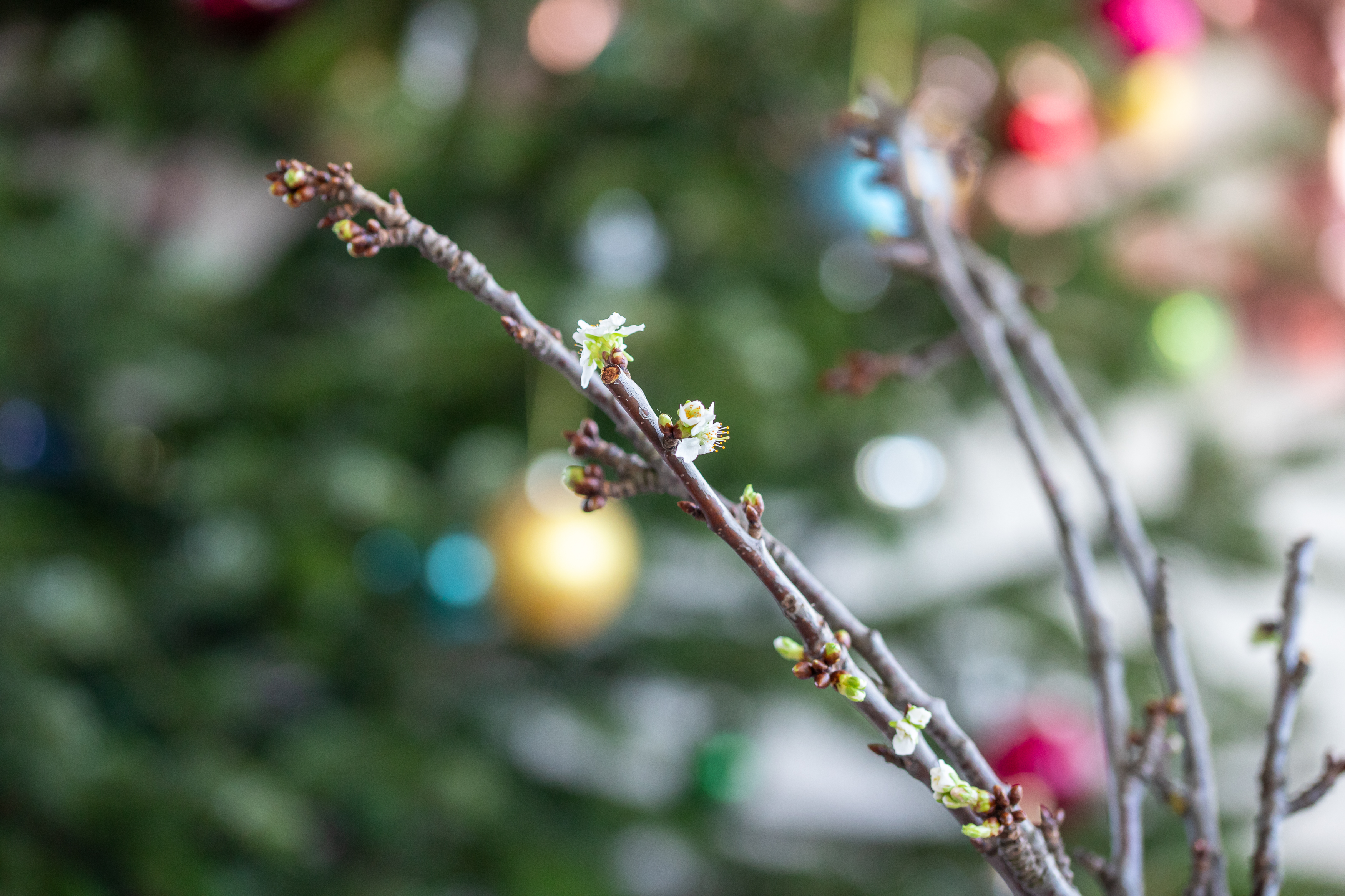 Barbarazweige / Erzdiözese Wien/Stephan Schönlaub Barbarazweige