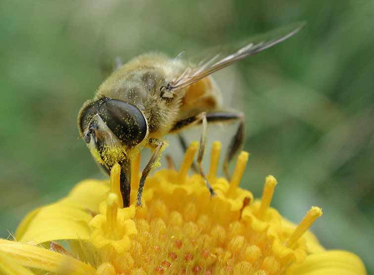 Eine Biene auf einer Löwenzahnblüte