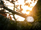 Uhr auf einem Baum.