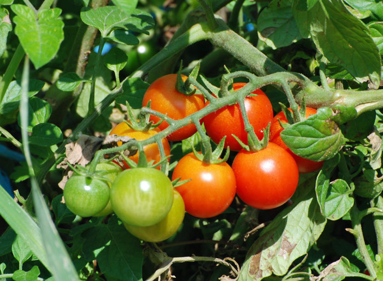 40 Rezepte zur Fastenzeit