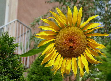 Sonnenblumen im Hof der Pfarre Unterheiligenstadt