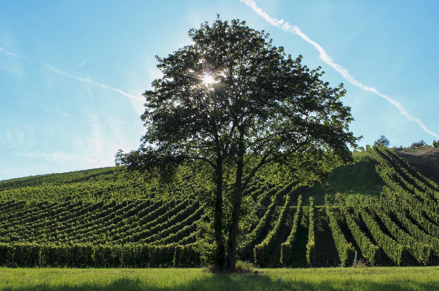 Baum mit durchscheinender Sonne vor Weinberg