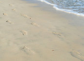 Spuren im Sand/bilderbox.com
