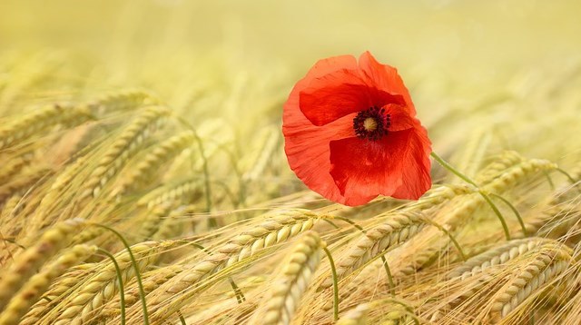 Mohnblume im Weizenfeld
