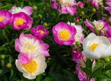 Close-up of  peony blossoms with white and pink petals and yellow filaments - paeonia