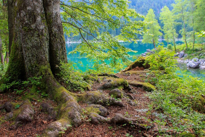 © Ilona Ilyés auf Pixabay