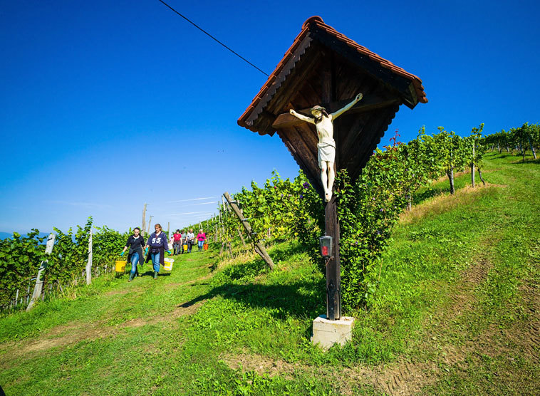 Gedanken von Kardinal Christoph Schönborn zum Evangelium am Sonntag, 8. Oktober 2017 (Mt 21,33-44)