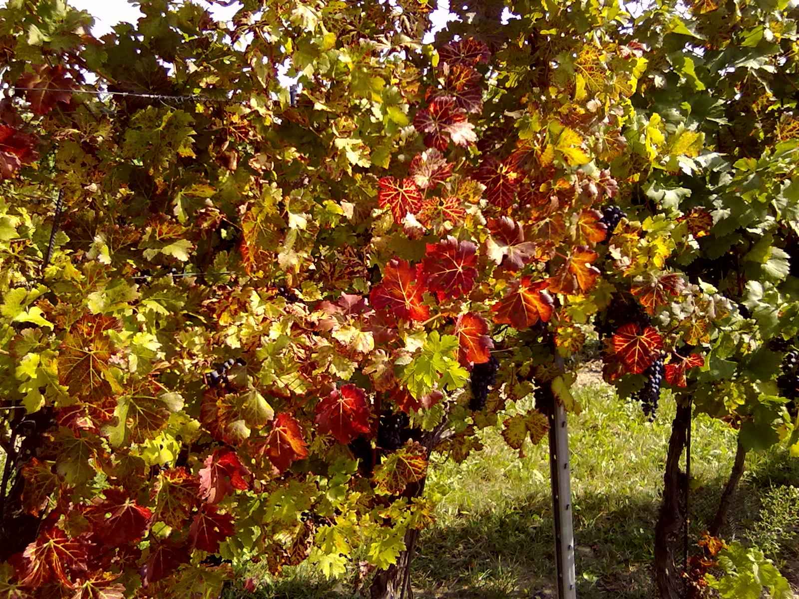 Weinberg