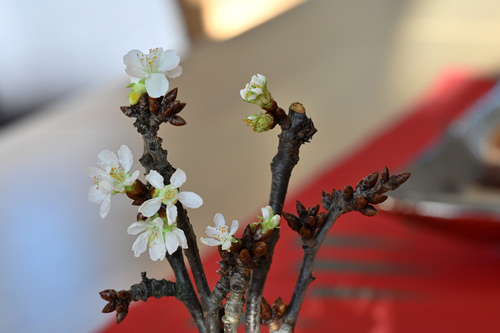 Barbarazweige / www.markus-goestl.at