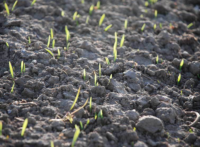 Fastenzeit mit Anselm Grün - Die geistigen Werke der Barmherzigkeit