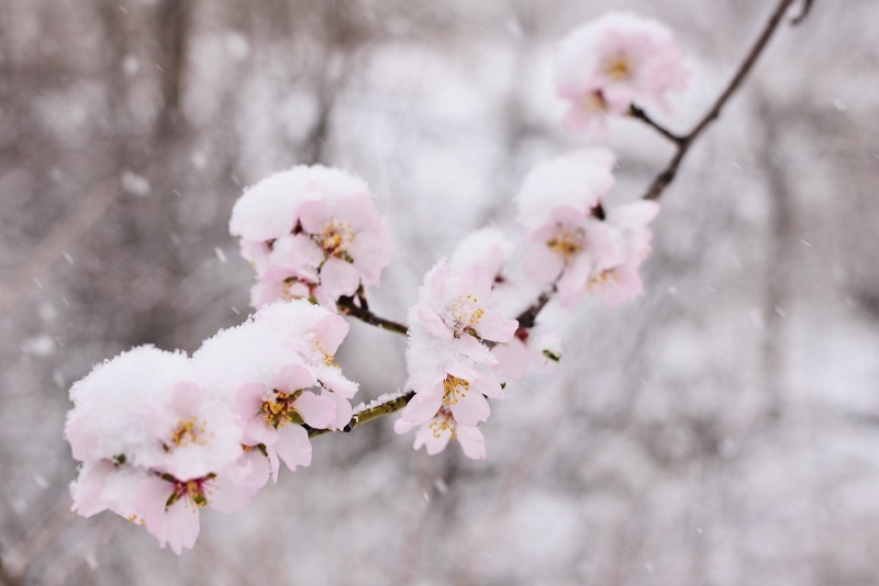 Kirschblüten im Schnee
