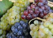 Weintrauben/kathbild.at,rupprecht