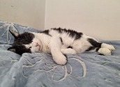 Katzen sind zumeist unbeeindruckt vom Welttierschutztag