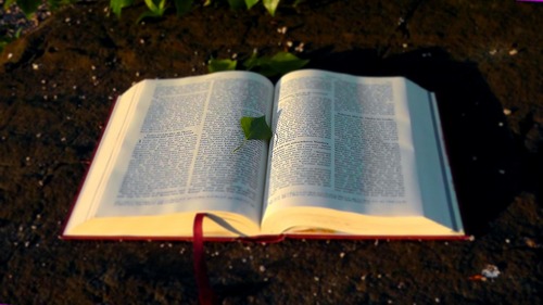Ein offenes Buch mit einem grünen Blatt auf der linken Seite liegt auf einem Waldboden. Kleine leuchtende Kreise oder Glühwürmchen säumen den Boden.