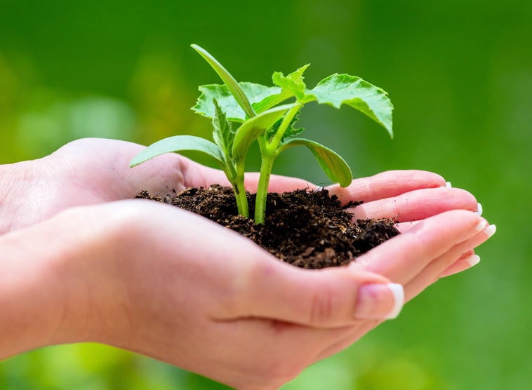Frau hält Pflanze mit Erde in den Händen