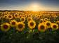 Field with yellow sunflowers at sunset, in summer.