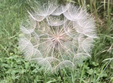 Pusteblume / JJM