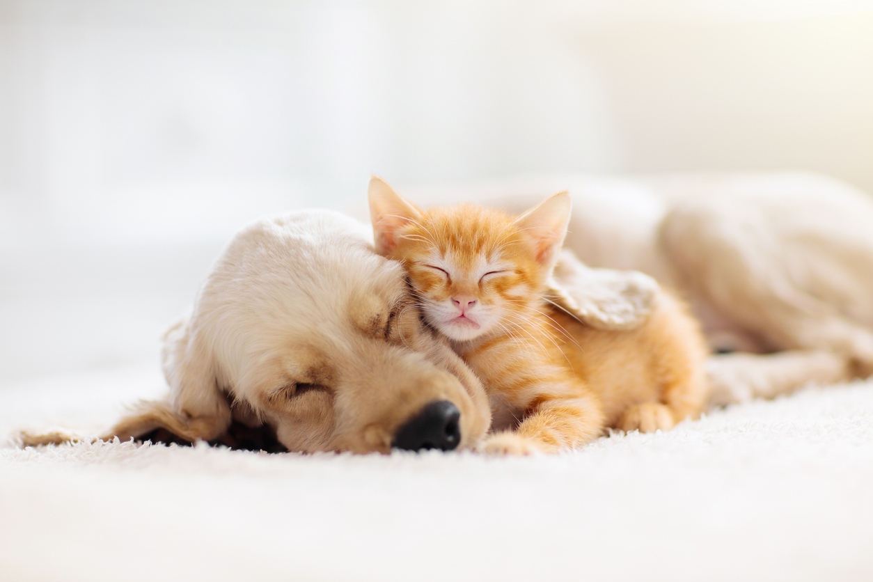 Katze und Hund schlafen gemeinsam