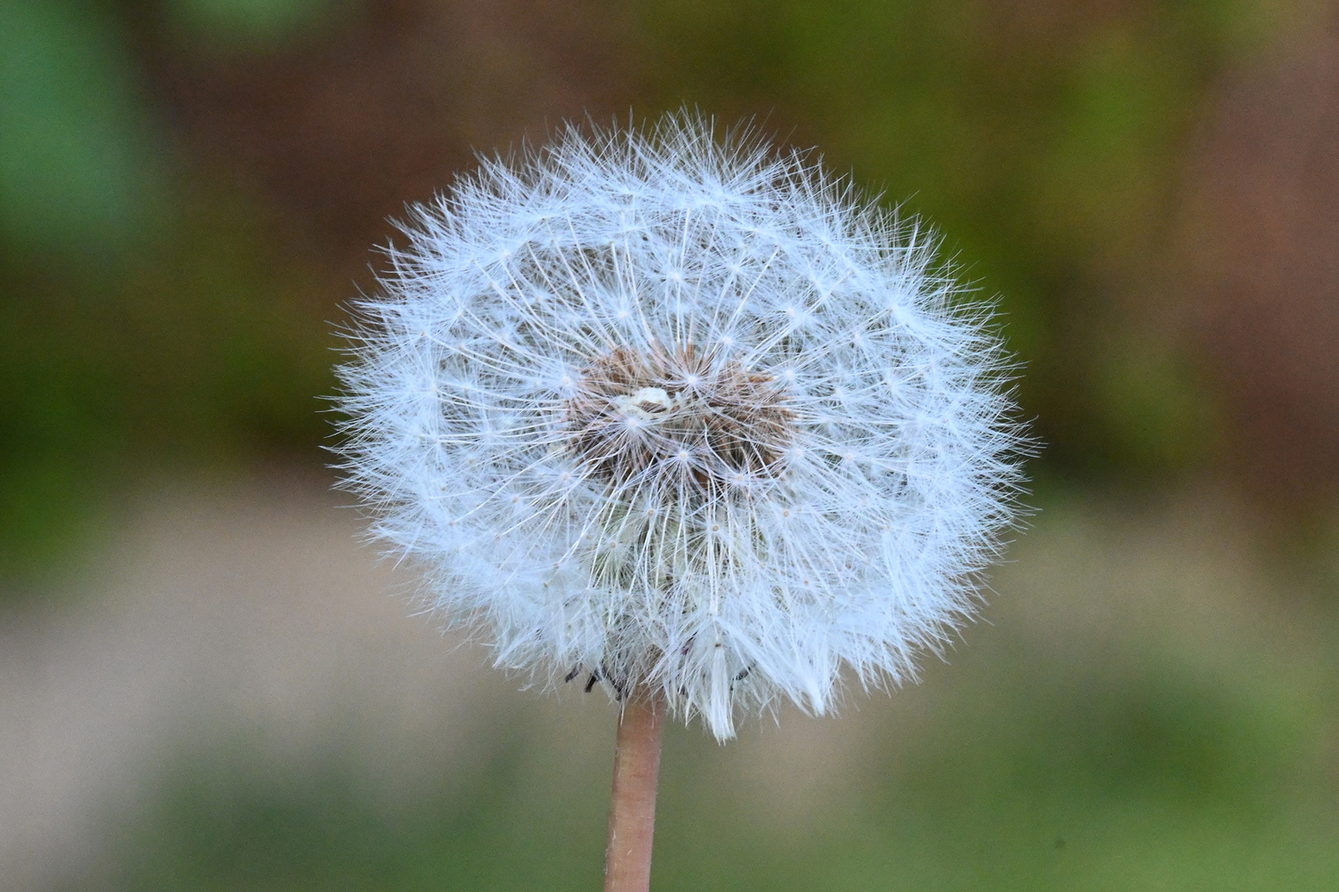 Die Sakramente der Kirche