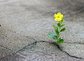 Blume aus dem Asphalt 