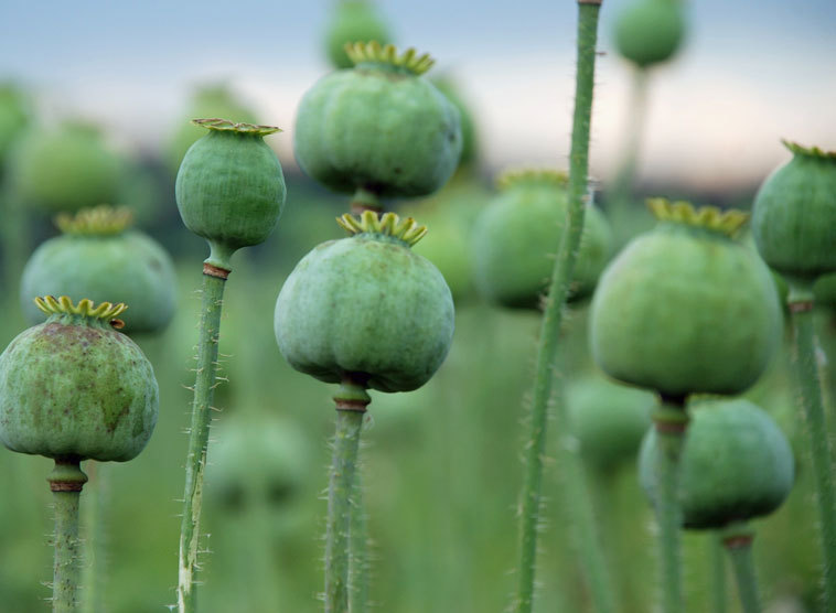40 Rezepte zur Fastenzeit