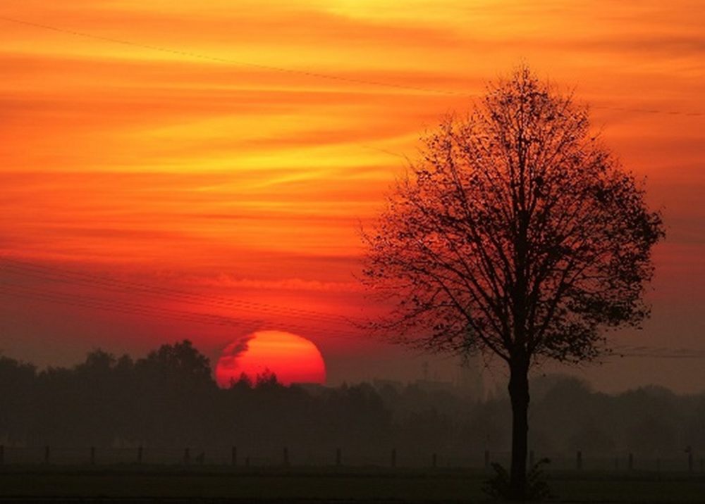 Untergehende Sonne neben Baum