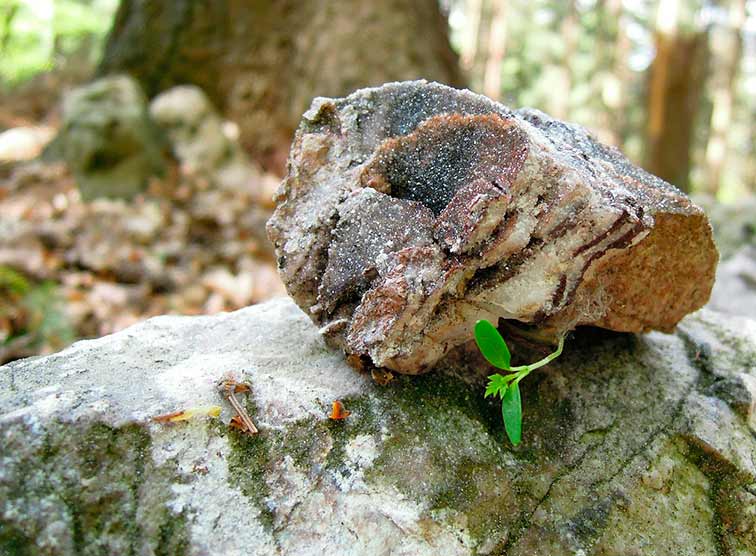 Glaube ist wie  ein Samenkorn