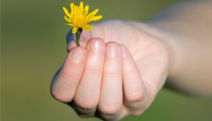 Hand mit Löwenzahnblüte