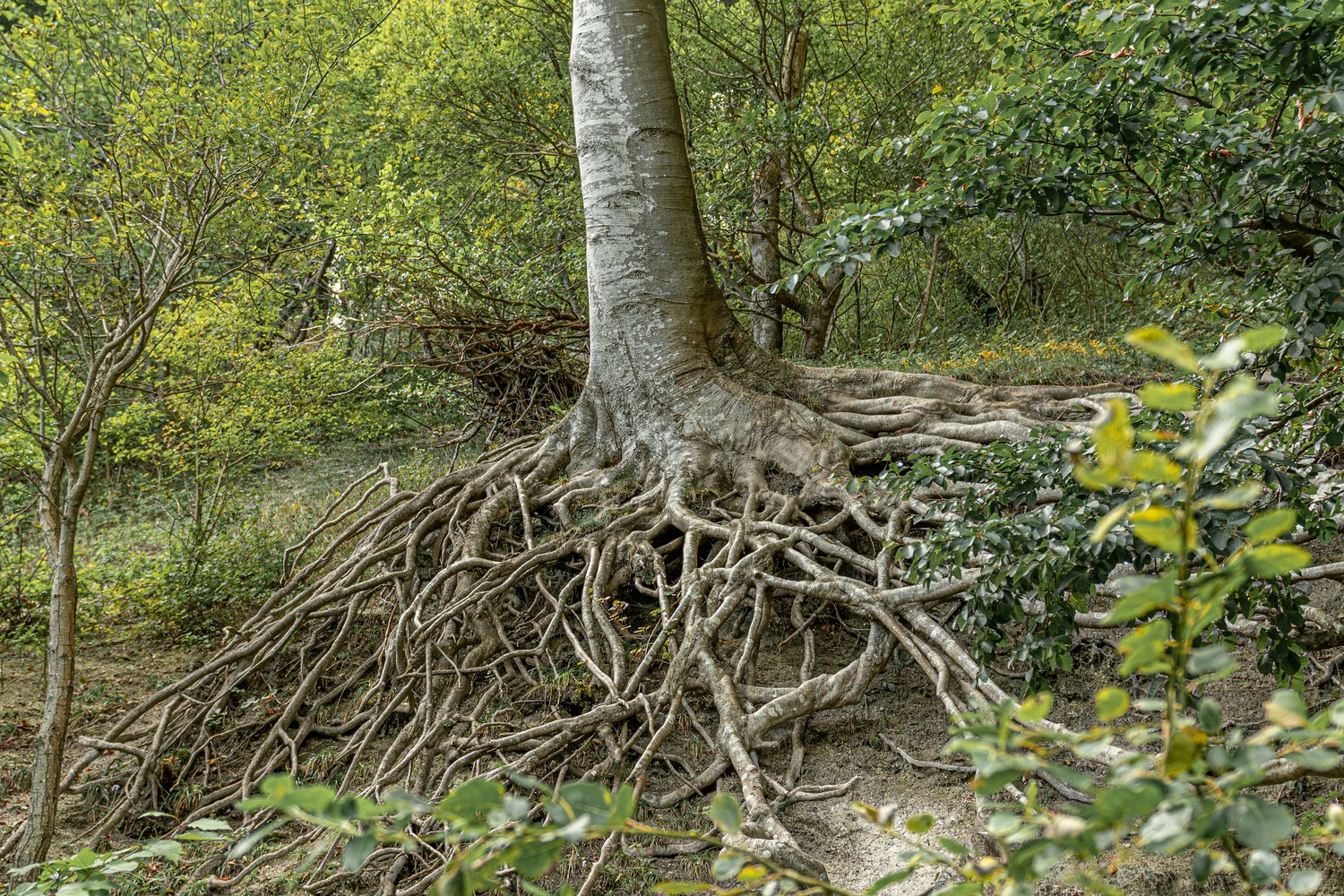 Baum im Wald mit sichtbaren großen, verzweigten Wurzeln. 