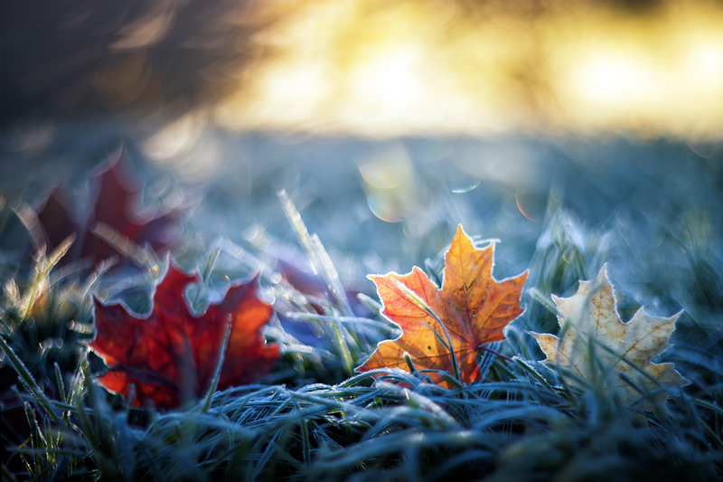 Laub und Frost