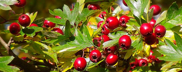 Weißdorn / wikimedia