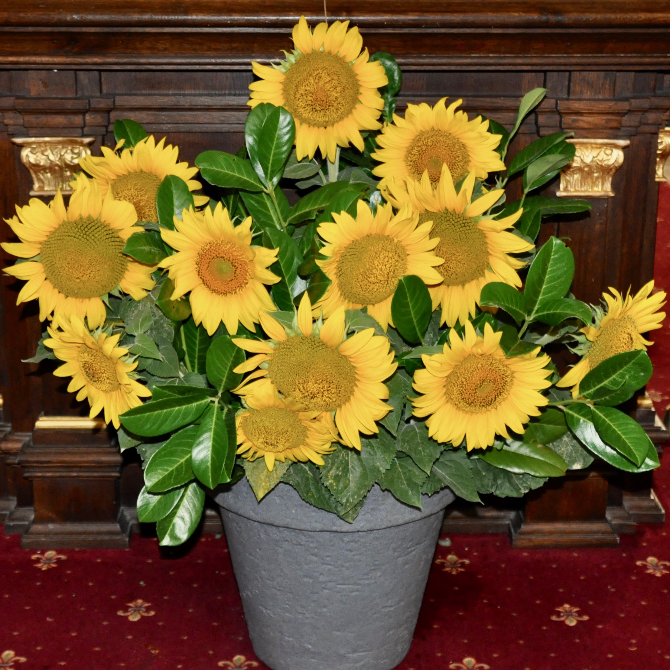Sonnenblumen
