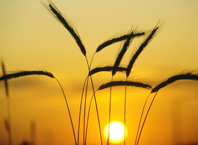 Kornaehren im Abendlicht
