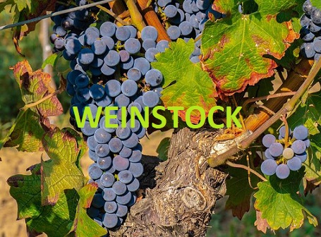 Weinstock
