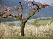Kirschblüte in der Wachau/bilderbox.com