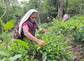 Indien, Kerala, Teepflückerinnen