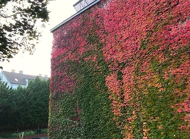 Farbenprächtiges Herbstlaub