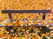 Bunte Blätter auf Parkbank / bilderbox.com