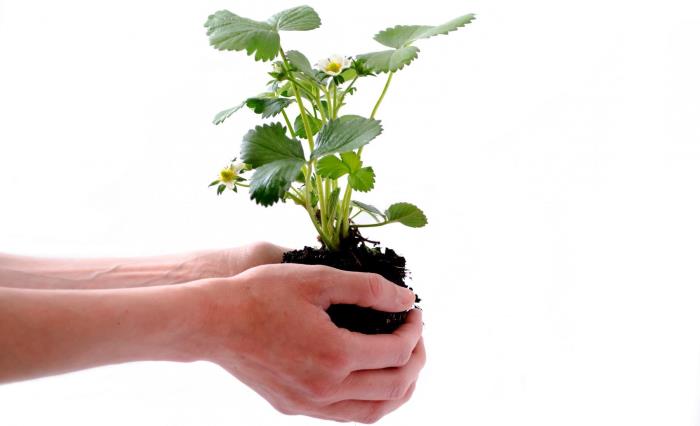 Hände halten Pflanze