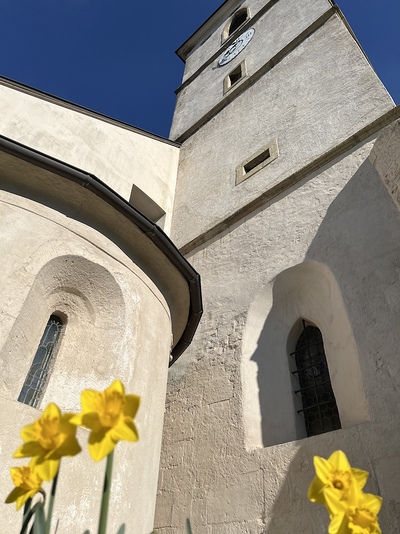Narzissen Pfarrkirche Weigelsdorf