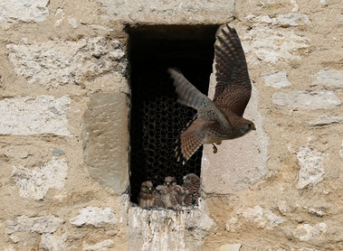 Turmfalkepärchen ist Stammgast des Kirchenturms