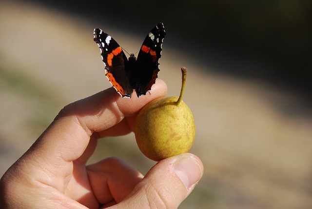 Schmetterling landet auf Hand.