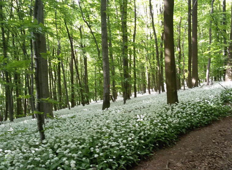 Mit offenen Augen durch die Natur gehen und Gott sehen in der Fastenzeit.