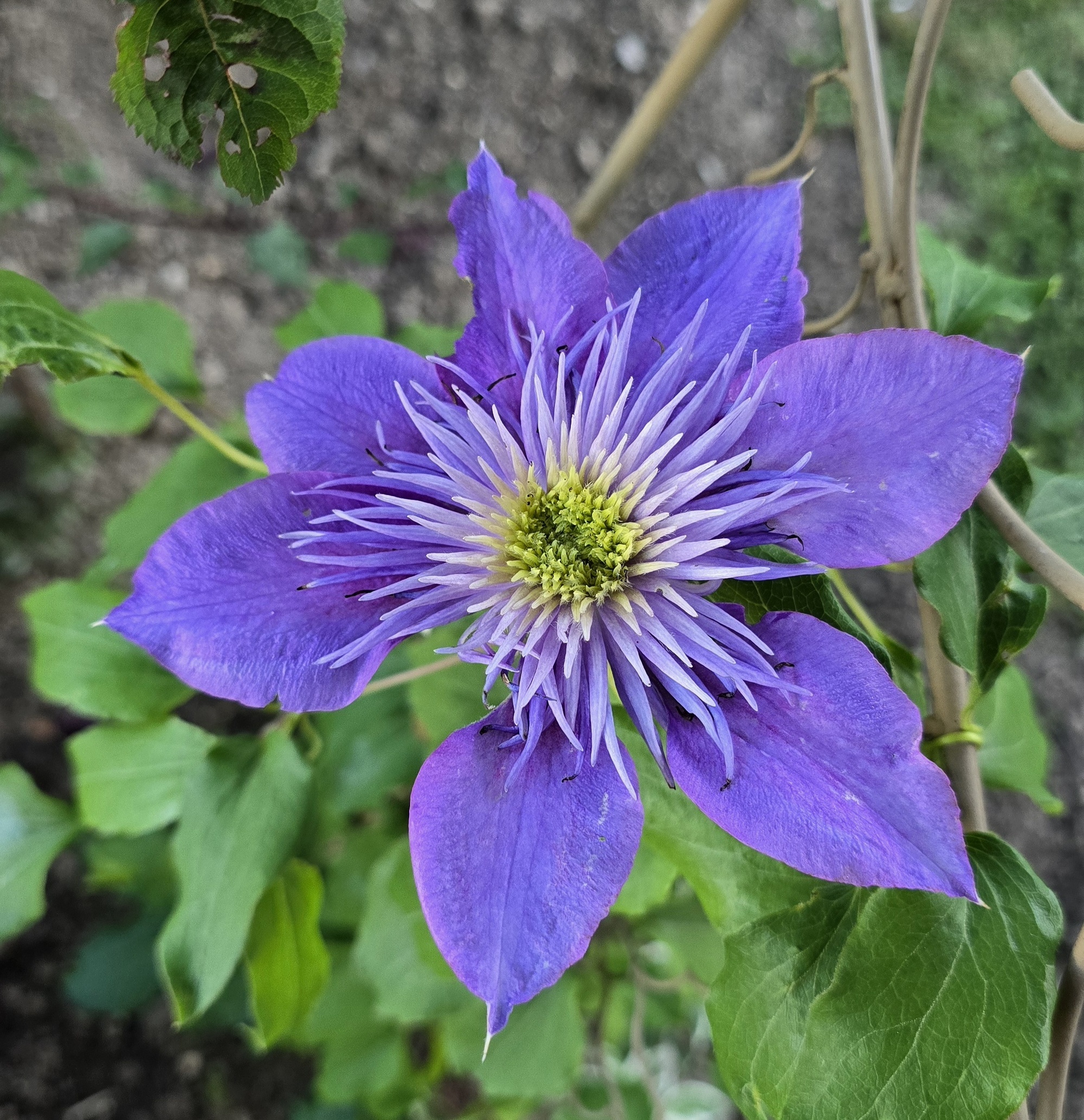 Blume