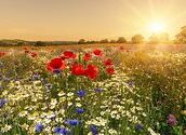 Sommerwiese / Erni Klimpfinger